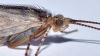 Limnephilus sp.